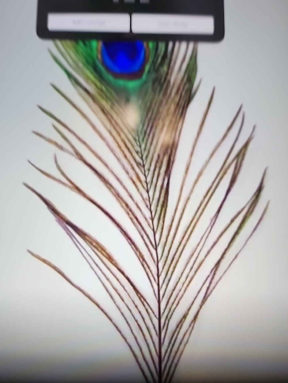 Peacock Raffle Part 2